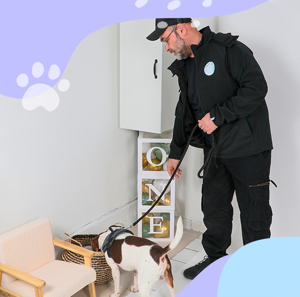 Chien détecteur Cyno-Bugs en intervention pour la détection de punaises de lit dans un logement à Paris