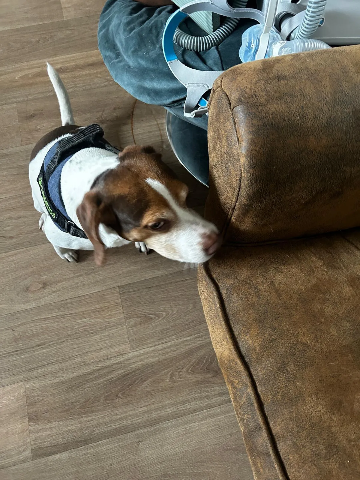 Détection punaise de lit par chien sur un canapé lors d'une inspection à domicile