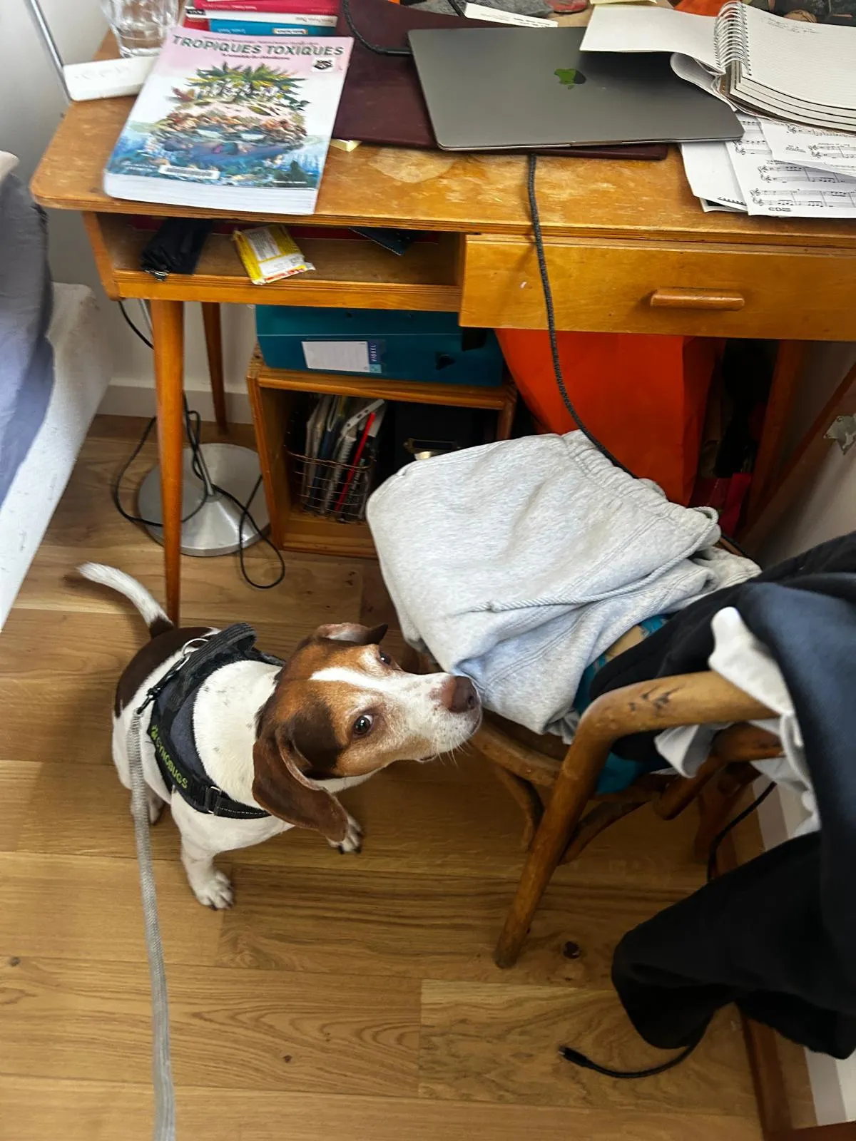 Chien détecteur de punaises de lit inspectant un bureau et du mobilier lors d'une intervention