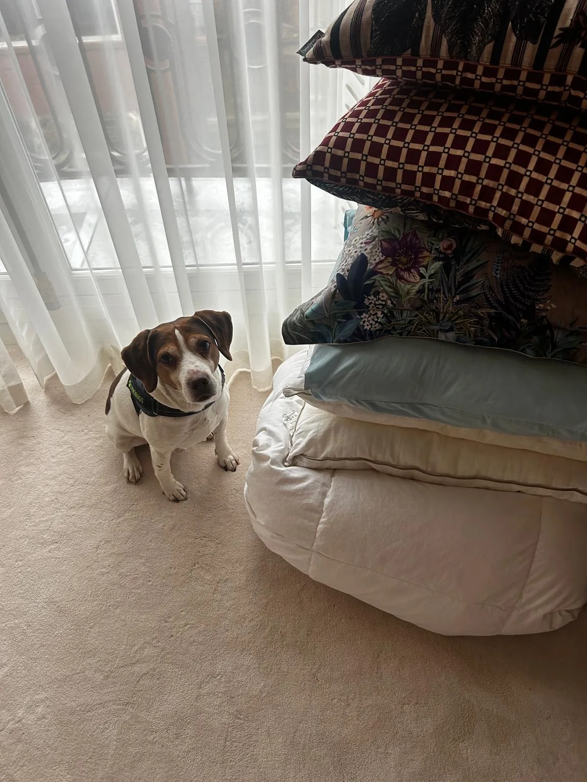 Détection canine punaises de lit autour de coussins et textiles en appartement